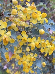 Berberis fremontii