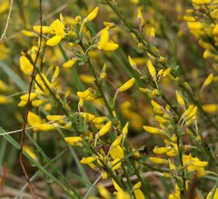 Cytisus pseudoprocumbens