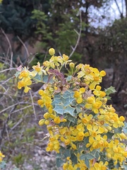 Berberis fremontii