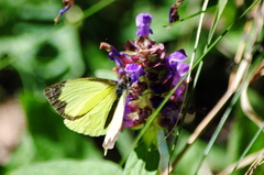 Leptophobia diaguita