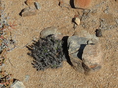 Aptosimum viscosum