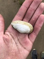 Mya arenaria