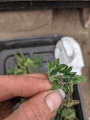 Anthophila fabriciana