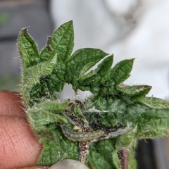 Anthophila fabriciana