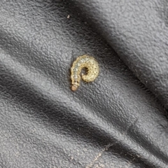 Anthophila fabriciana