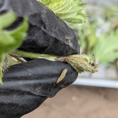 Anthophila fabriciana