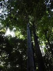 Caryodendron amazonicum