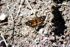 Telenassa berenice