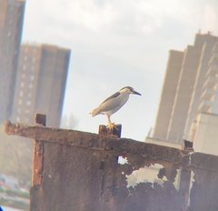 Nycticorax nycticorax