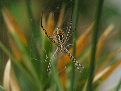 Argiope trifasciata