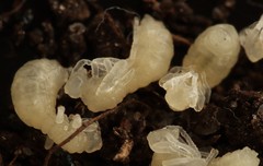 Tetramorium atratulum