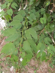 Bauhinia