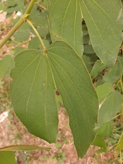 Bauhinia