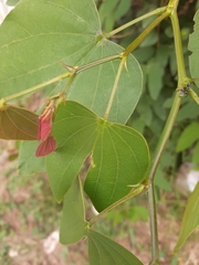 Bauhinia
