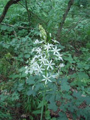 Ornithogalum arcuatum