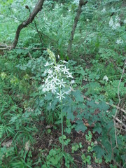 Ornithogalum arcuatum