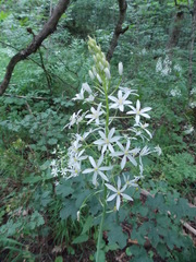 Ornithogalum arcuatum
