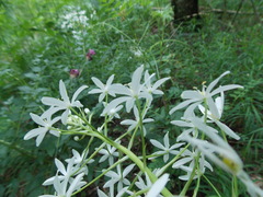 Ornithogalum arcuatum
