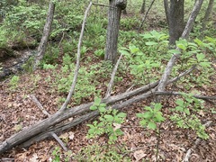 Castanea pumila