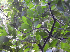 Caryodendron amazonicum