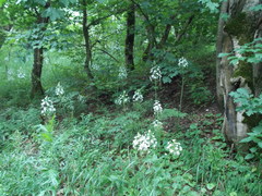 Ornithogalum arcuatum
