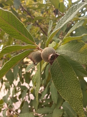 Campomanesia guazumifolia