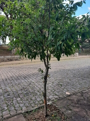 Campomanesia guazumifolia