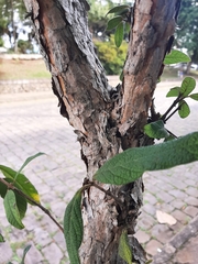 Campomanesia guazumifolia