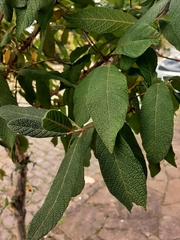 Campomanesia guazumifolia
