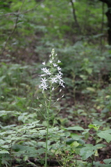 Ornithogalum arcuatum