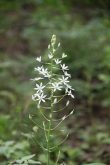 Ornithogalum arcuatum