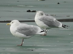 Larus glaucoides