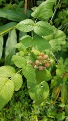 Rubus niveus