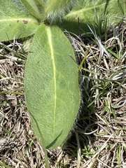 Hieracium longipilum