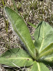 Hieracium longipilum
