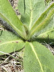 Hieracium longipilum