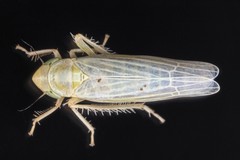 Dikraneura mali
