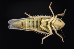 Dikraneura mali
