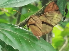 Pteronymia latilla barilla