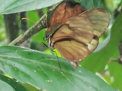 Pteronymia latilla barilla