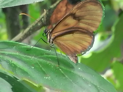 Pteronymia latilla barilla