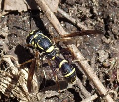 Sphiximorpha willistoni