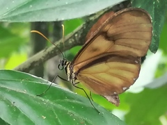 Pteronymia latilla barilla