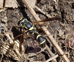 Sphiximorpha willistoni