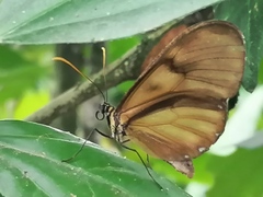 Pteronymia latilla barilla