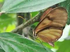 Pteronymia latilla barilla