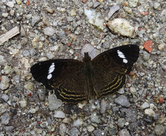Telenassa delphia nana