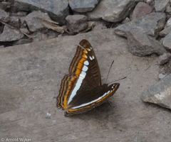 Adelpha alala