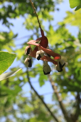 Pithecellobium unguis-cati