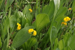 Scorpiurus muricatus